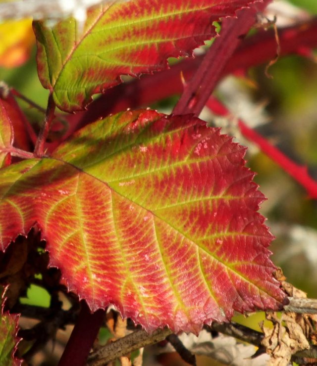 BlackberryLeaves