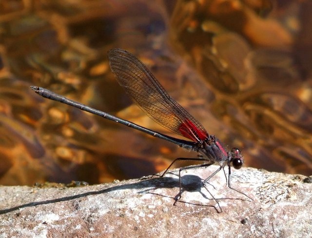 Damselfly