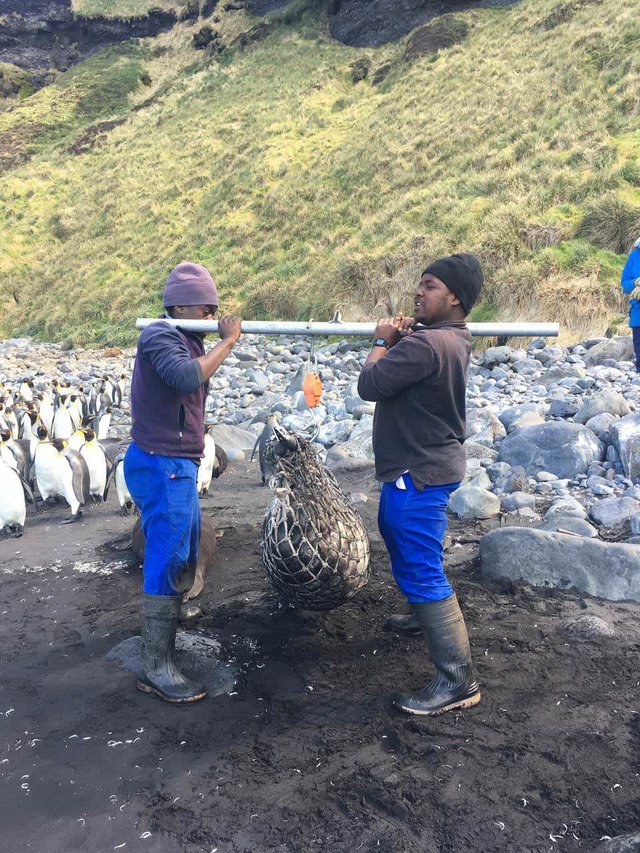 Baby elephant seal weigh-in