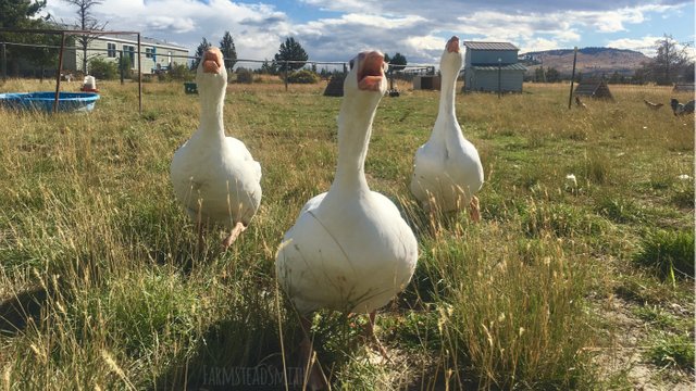 farmsteadsmith farmstead geese