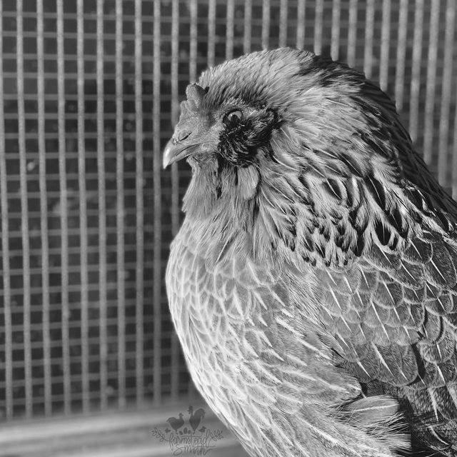 farmstead farmsteadsmith chicken hen easteregger