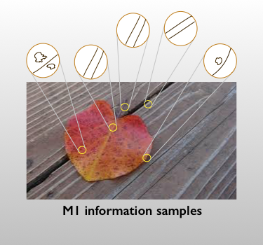 M1 information samples from a leaf