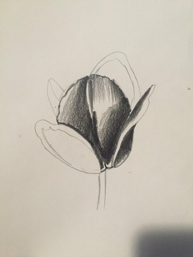 How To Draw A Tulip — Steemit