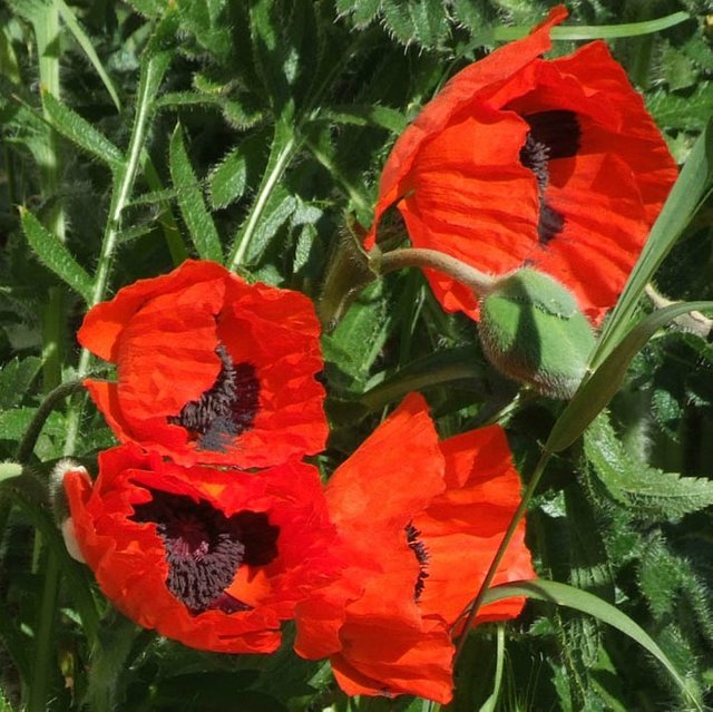 RedPoppies