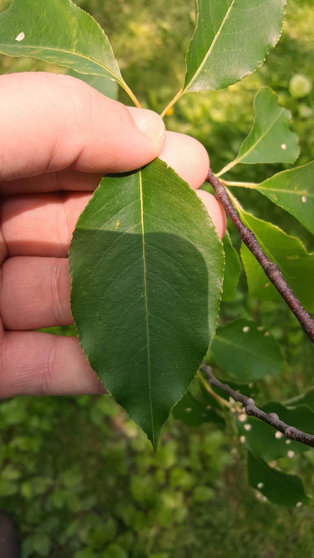 wild cherry tree leaf