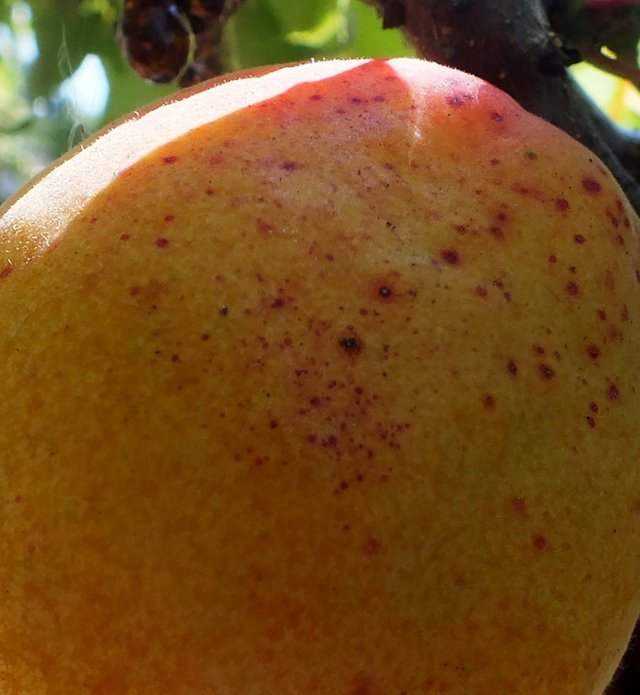 Apricot