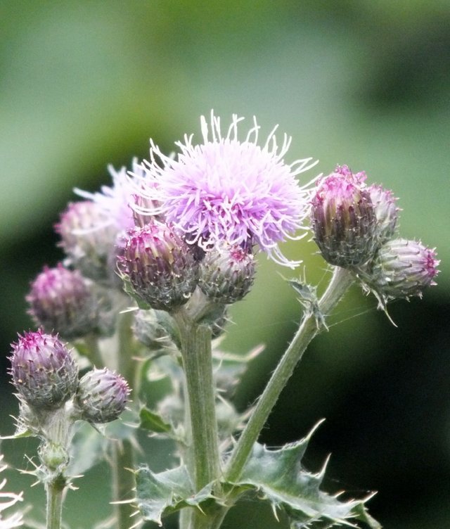 Thistles