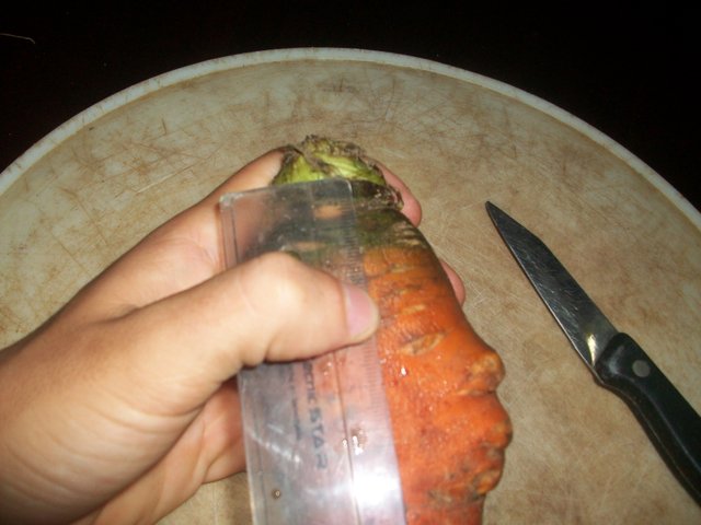 semilla de zanahoria