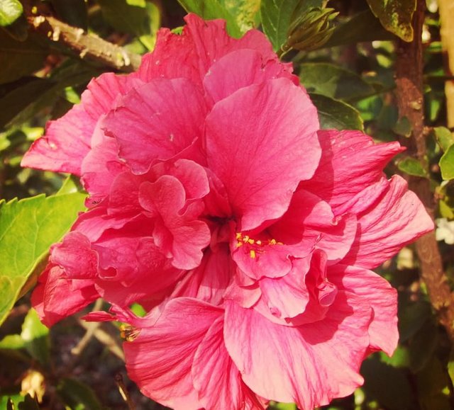 Macro flower