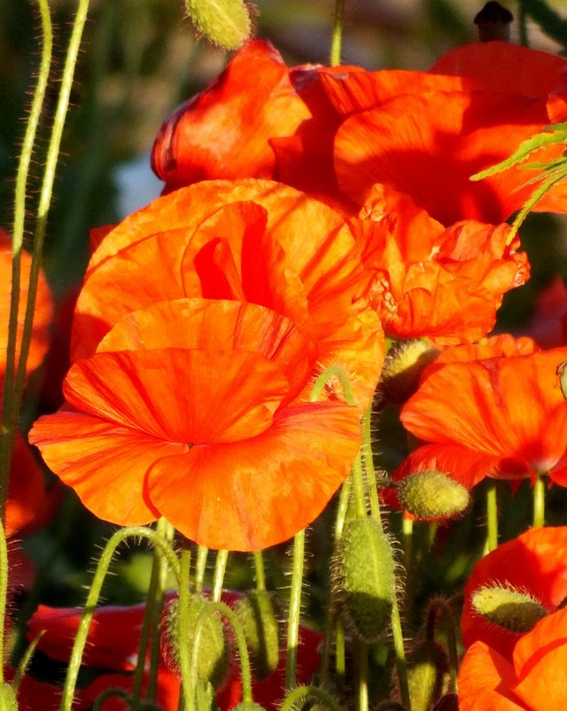 Poppies