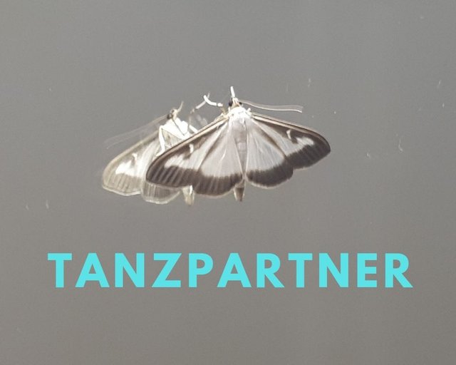 Tanzpartner