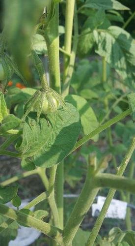 Tomato 2017-First Fruit