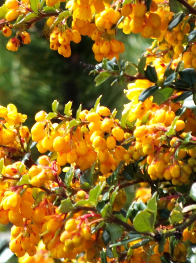 OrangeFlowers