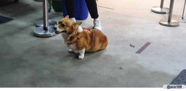 Corgi @ace108