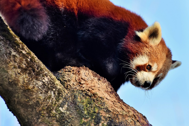 randomred-panda2