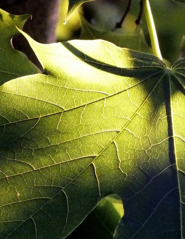 Leaf