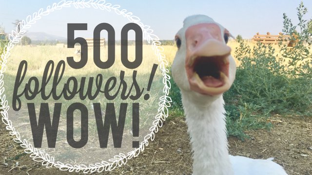 500 Followers!