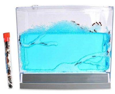 What is an Ant Farm