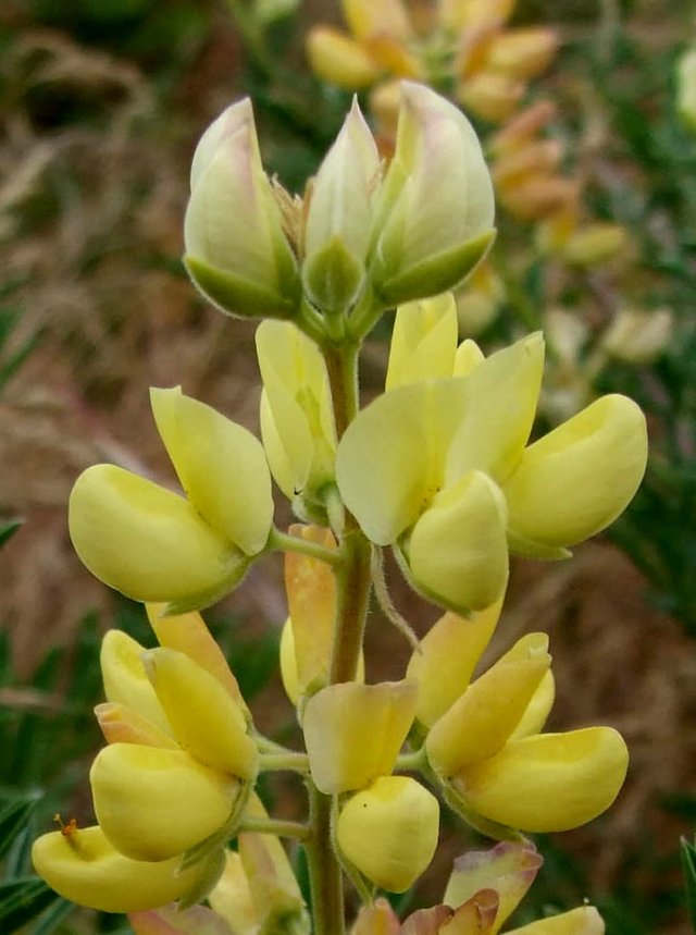 Lupine