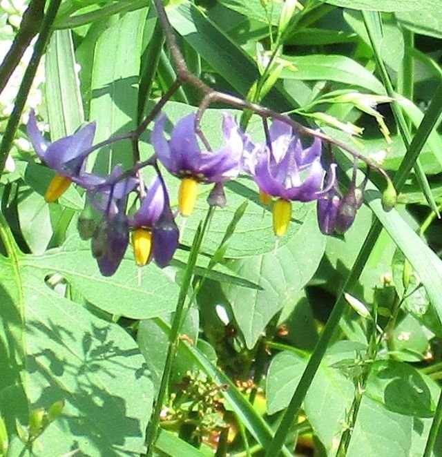 Three Different Bittersweet Plants — Steemit