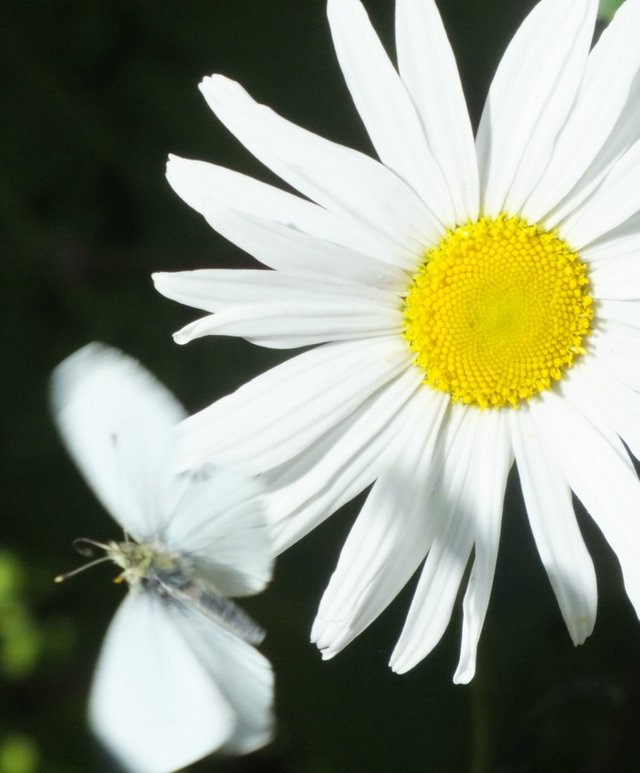 ButterflyDaisy