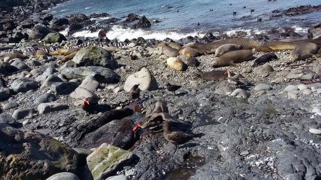 Dead baby elephant seals