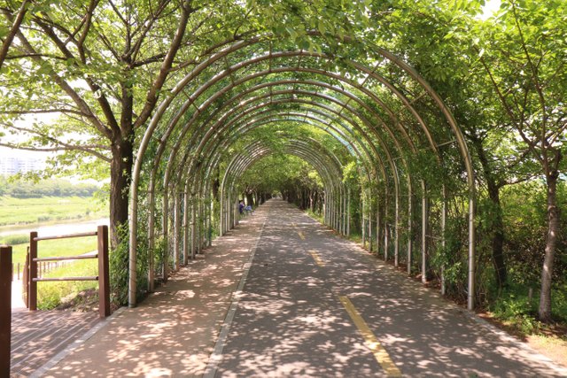 korea's rose and esplanade.