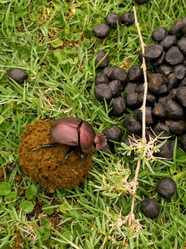 Dung beetle