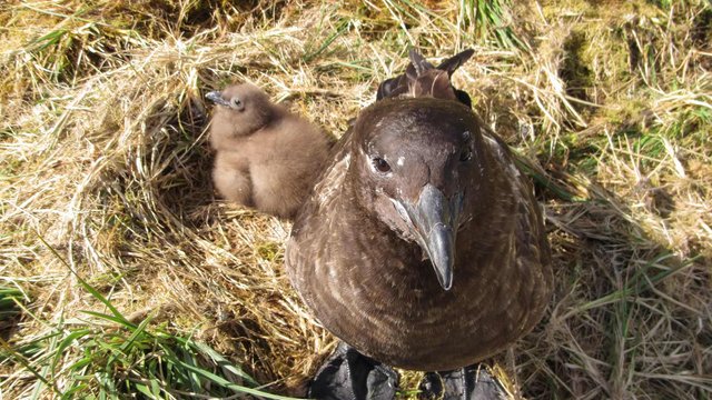 Brown Skua with chick
