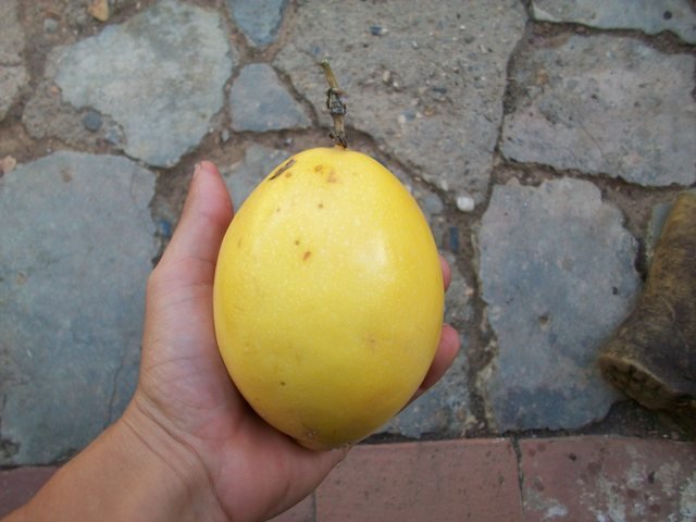 Fruto maduro de Pasiflora Edulis