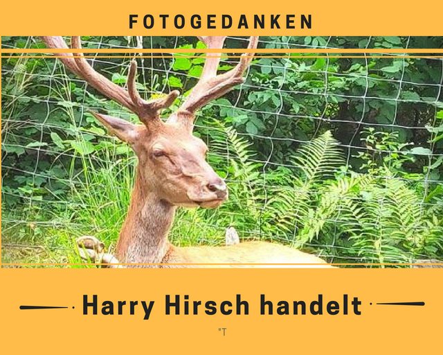 FG Harry Hirsch