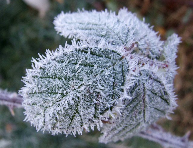 Frost