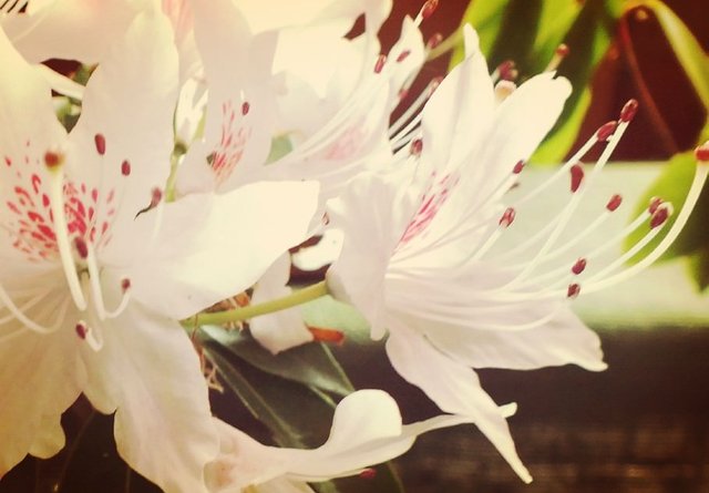 Macro flower