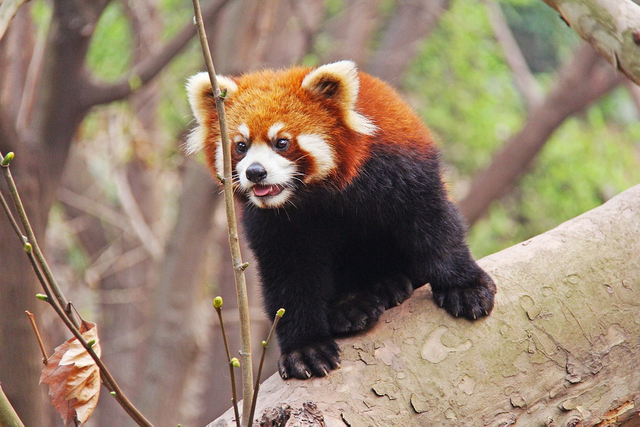 randomred-panda2