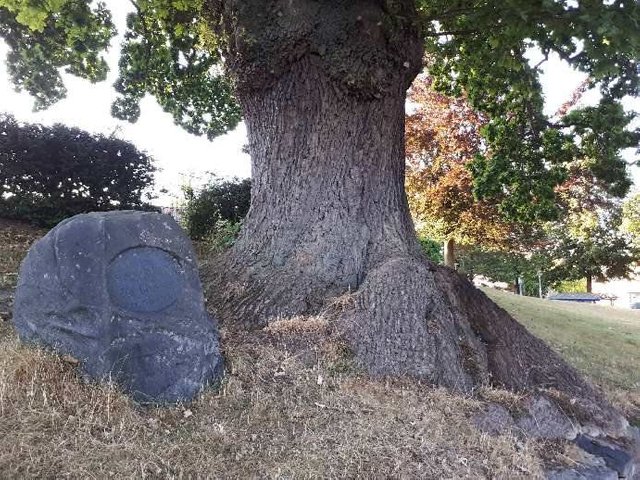 Stein und Baum