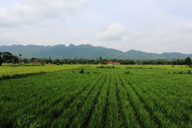 Paddy rice fields and Payudan hills