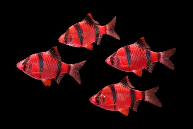 glofish-starfire-red-barb.jpg