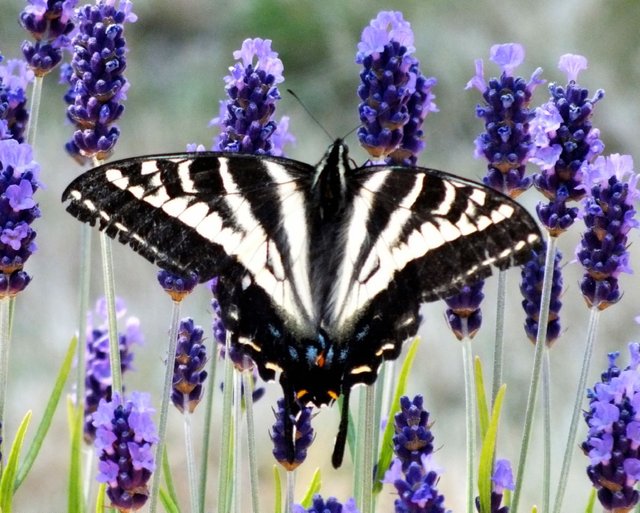 Swallowtail