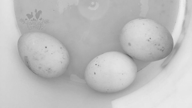 farmstead farmsteadsmith duck eggs