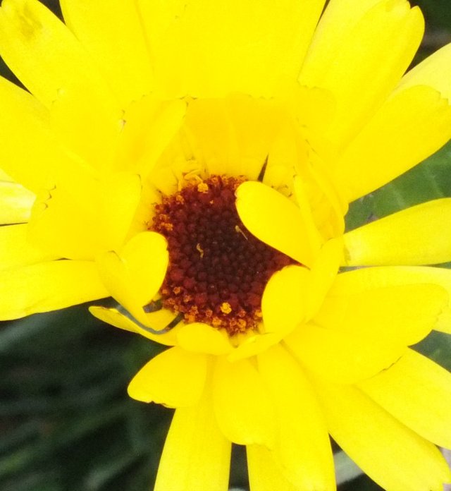 Calendula