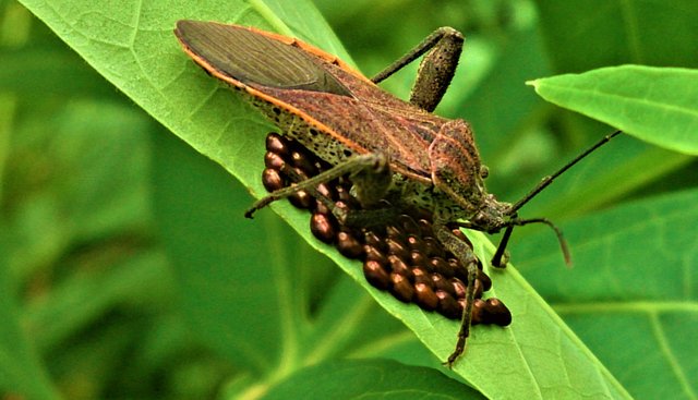 Bug Coreidae lay eggs in sweet potato leaves — Steemit