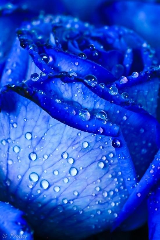 blue rose with raindrops