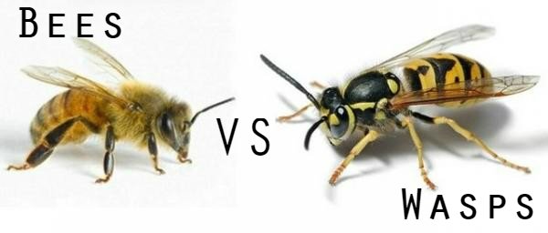 Image result for Wasps Vs Bees