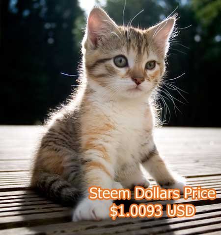 Steem Dollars price