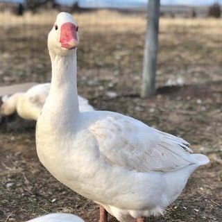 farmstead farmsteadsmith goose