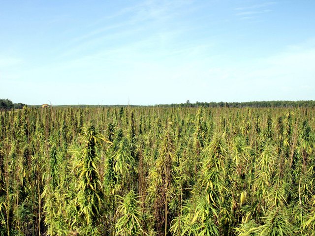 manitobaharvestfield-e1524172455855.jpg