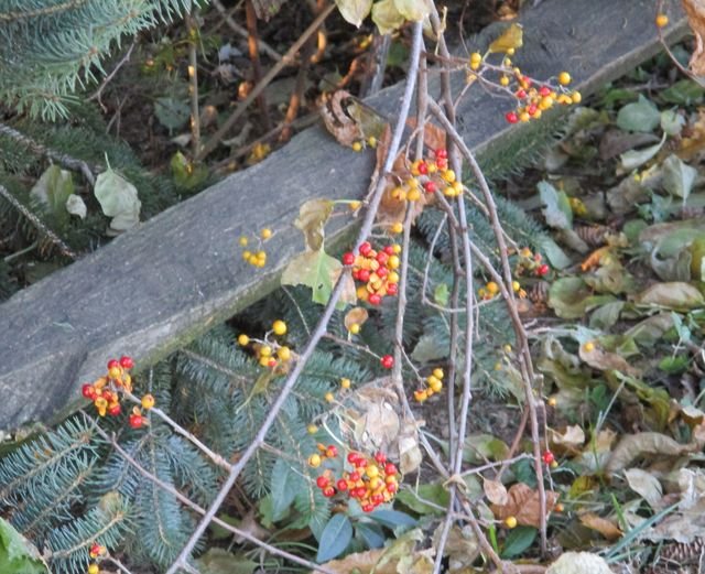 Three Different Bittersweet Plants — Steemit