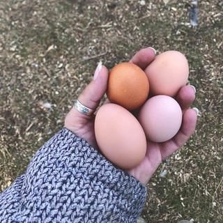 farmstead farmsteadsmith chicken eggs