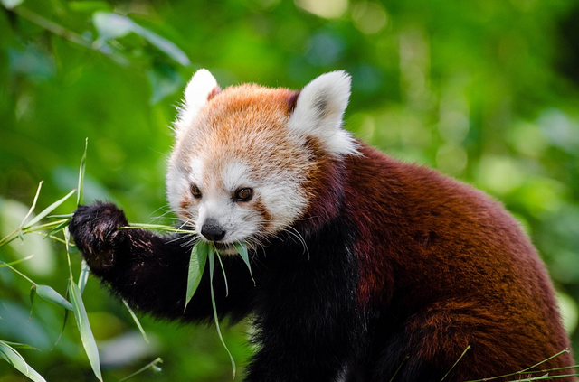 randomred-panda