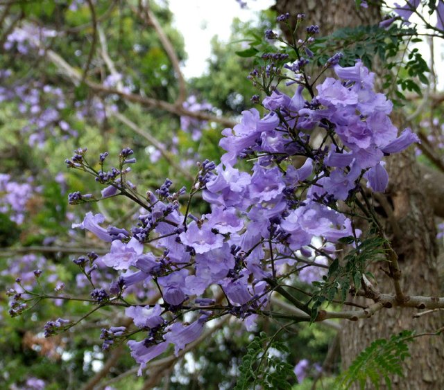 FloweringTree